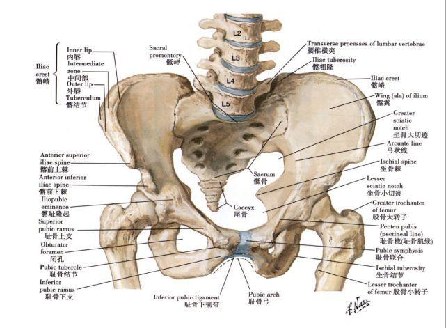 真骨盆是由骶骨,耻骨,髂骨,坐骨和连接这些骨骼的韧带以及排列在骨内