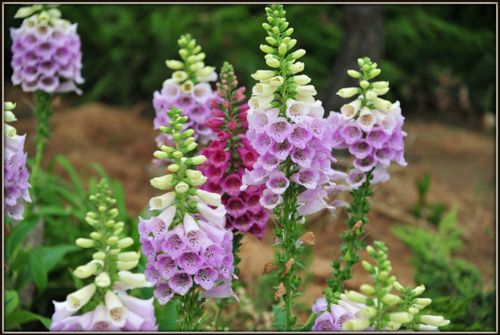 【转载】野草闲花～毛地黄