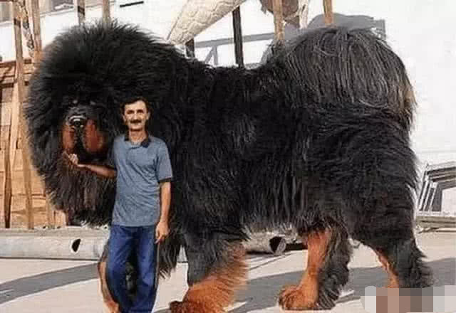 真有这么大的藏獒吗?说出来你别不信