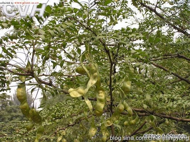 山皂荚的形态特征