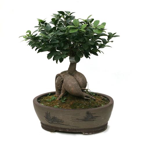 人参榕树观根中小型绿植物盆景办公室内桌净化空气吸甲醛抗霾抗霾