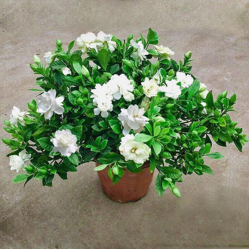 枝枝花大叶栀子花盆栽植物室内树苗花苗四季种易活开花浓香型绿植