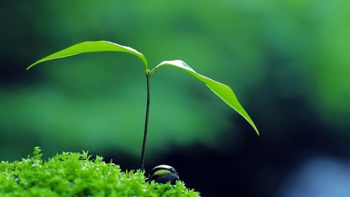 新芽嫩叶高清壁纸(一)13 - 1366x768