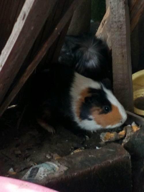 优良品种荷兰猪豚鼠30