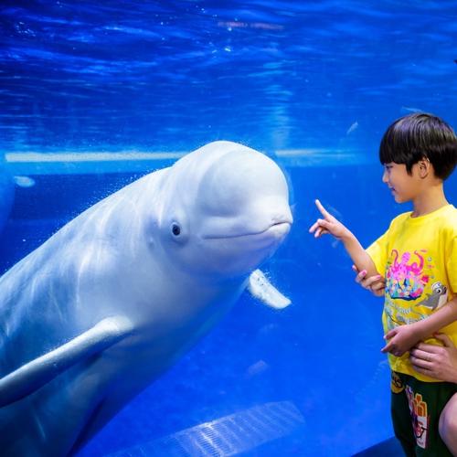 珠海长隆海洋王国门票 景区大门票 学生/家庭 /成人票