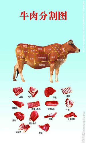 牛肉分割图图片