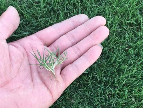 马尼拉草籽的种植方法