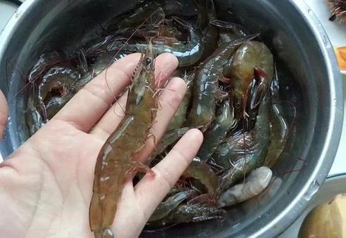①养在水里的活虾,用网子去捞时游的越快的越强健越新鲜