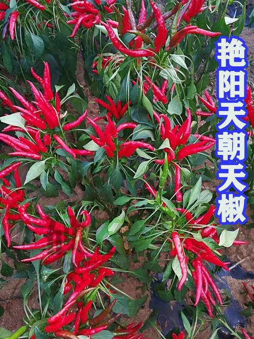 辣椒种孑高产辣椒种朝天辣椒籽种艳阳天朝天椒种孑小米辣高产四季