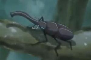 微香虫