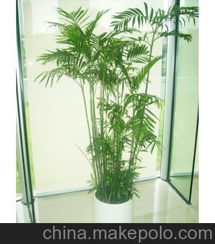 精品推荐*夏威夷竹子*室内盆栽图片大全,杨洲-1-马可波罗网