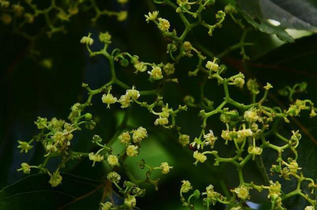 6月15日,解放公园的枳椇花,俗称拐枣.