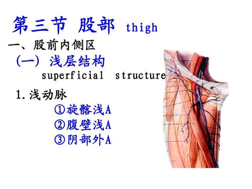 局部解剖学 下肢1