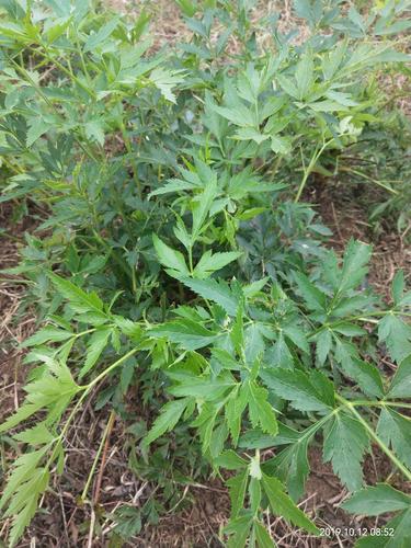 该川芎是在深山悬崖上所采集来的*生种子精心培植出苗种植而成