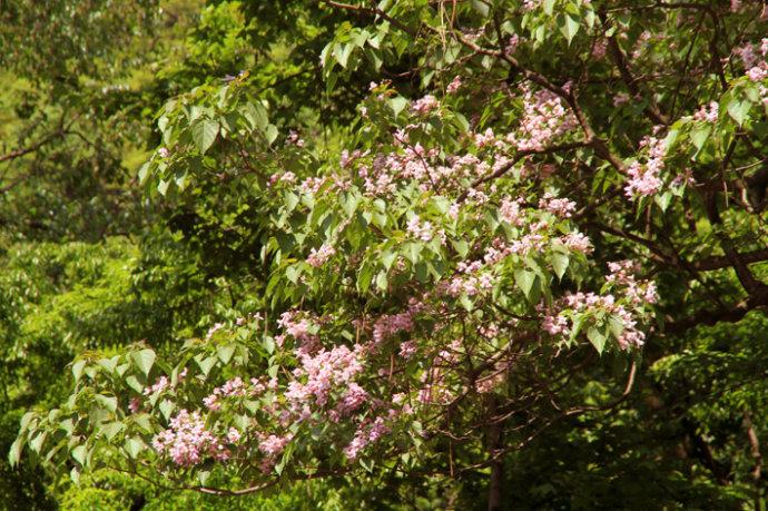 梓木开花了(图,文)