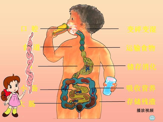 2019六年级科学上册第二章第2课食物在人体内的旅行课件1新人教版.ppt