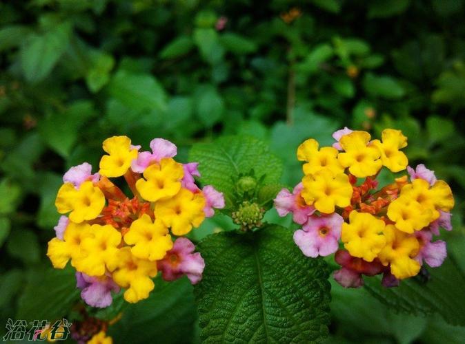 图片:五色梅图片          图片:五色梅图片          编辑:浴花