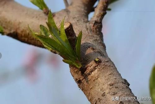 桃树叶芽和花芽图解