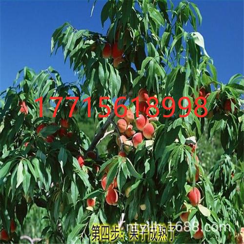 纽扣桃树苗新疆蟠桃苗嫁接新品种特大毛蟠桃树果苗桃树嫁接果苗