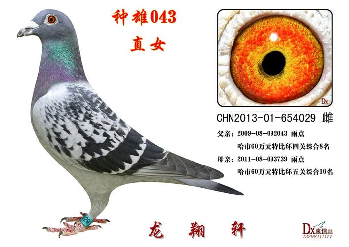 龙翔轩鸽舍---▲.2009-092043.点雄.直女.