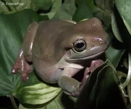 白氏树蛙体长可达10厘米,腹部肤色为白色,背部肤色随所处环境温度和