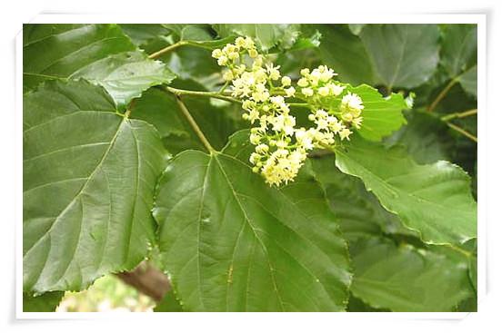 枳椇子提取物 昌岳供应