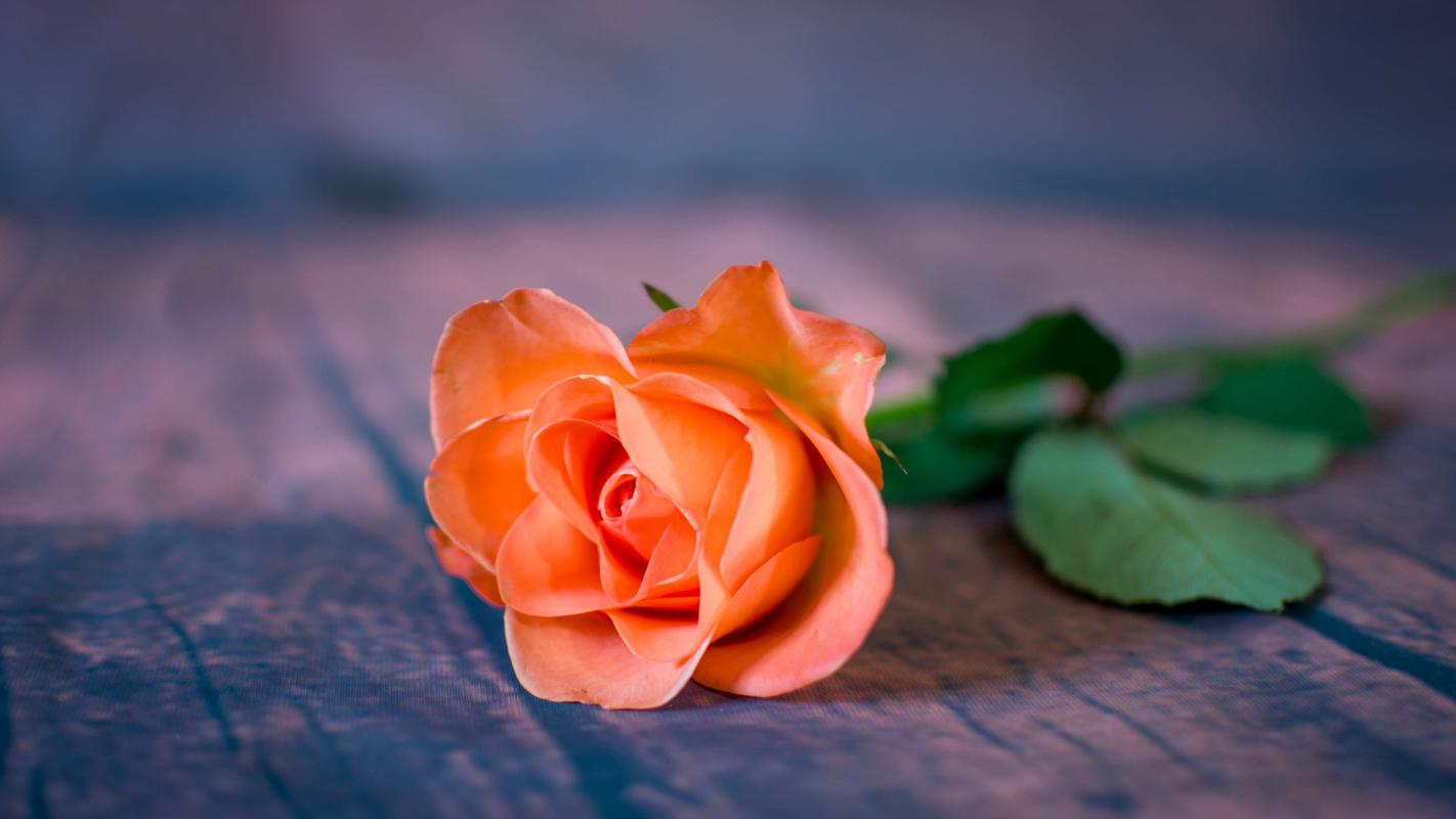 唯美的花朵微距摄影壁纸_超好看精品小花