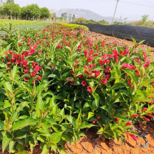 基地出售红王子锦带公园地被灌木庭院观赏花卉