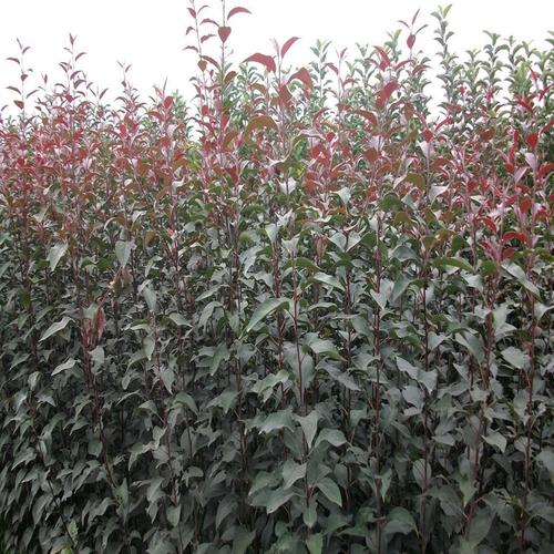 基地常年优质西府海棠苗 规格齐全 量大从优