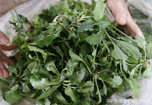 多吃野菜有好处吗?天热吃苦菜能降火吗?