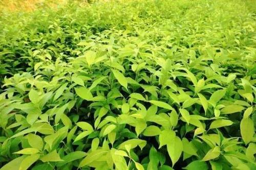 巴马甜茶,高糖人群的一种希望