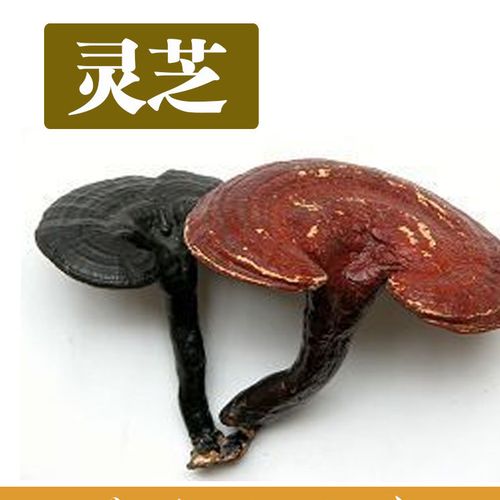安徽黑灵芝图片_安徽黑灵芝大全/细节图 - 搜好货网