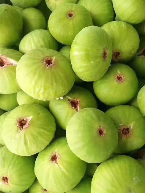 威海青皮无花果绿色食品,秋果预售,欢迎各地批发商联系我