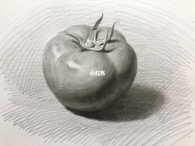 西红柿97示范_西红柿_素描_文化_绘画