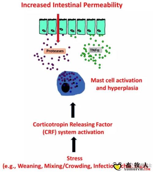 应激造成肠道屏障功能受损的可能机制: crf-mast cell axis.