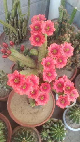 桃太郎还是开花很勤快的品种,花期从