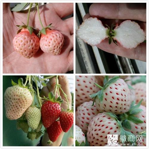 桃熏草莓(资料图)