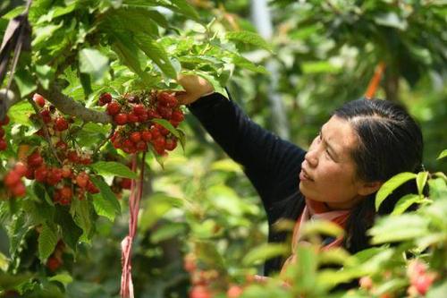5月4日,游客在河北省晋州市的金农庄园采摘樱桃.