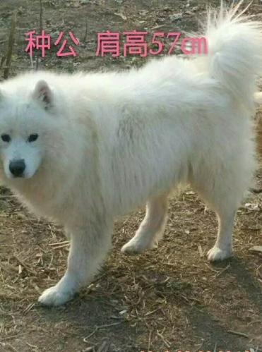 精品熊版萨摩耶犬