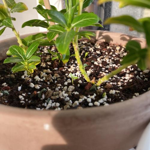 原盆播种长春花_阳台_华晨宇_阳台花园_家居家装_家居