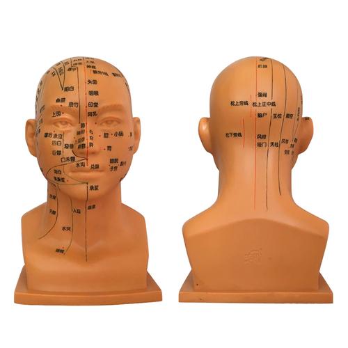 头部模型教学穴位中医学用人体经络大头功能艾灸
