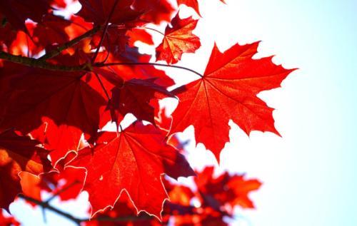 描写枫叶的优美句子 关于枫叶的唯美句子