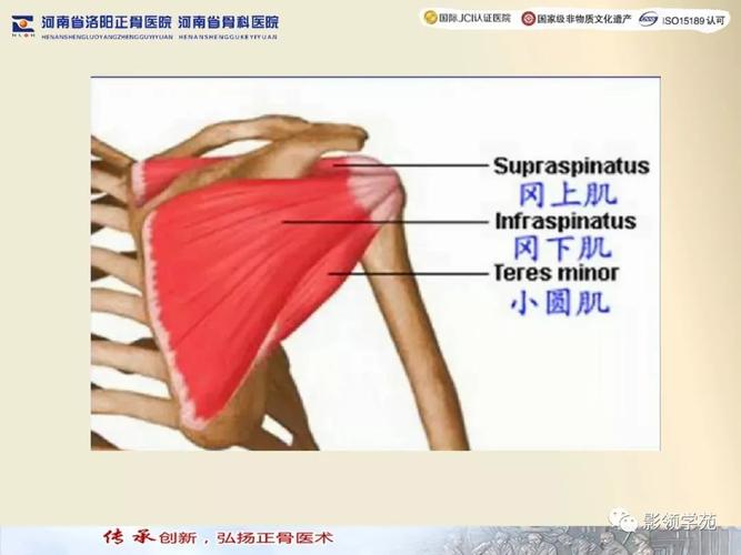经典肩关节mri规范化扫描及相关病变影像学诊断