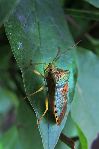 半翅目·显角亚目·臭蝽科:臭蝽
