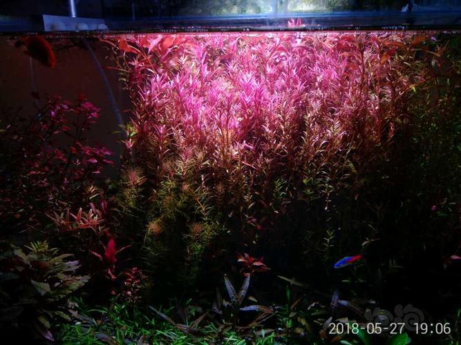 【水草】再出一缸血红宫廷 量大