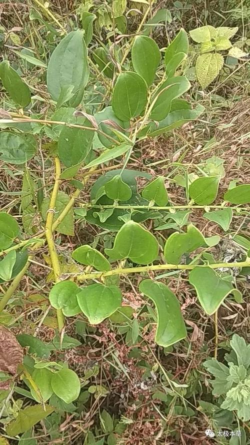 一棵金刚藤12种病皆可治疗
