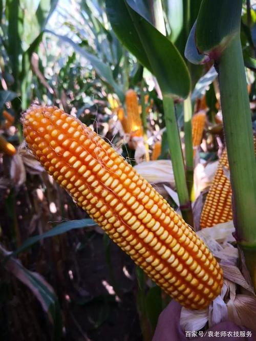 最新审定的几个矮杆大棒玉米新品种,棒长可达30厘米