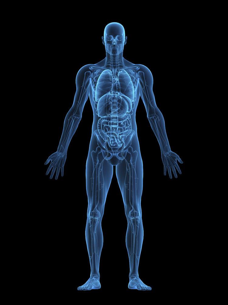 人体内脏器官ct图片