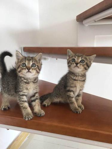 快两个月的英短棕虎斑