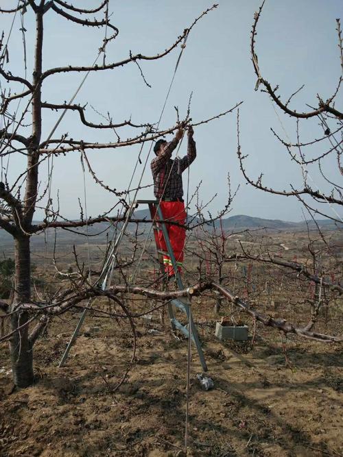 这是修剪樱桃树